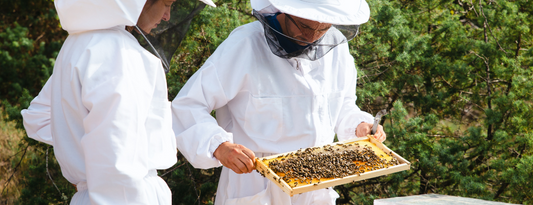 Is Manuka Honey Raw? A complete Guide - Beekeeper